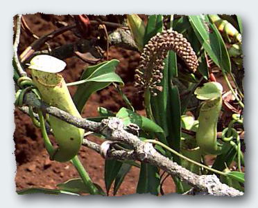 pitcher plant new caledonia © 